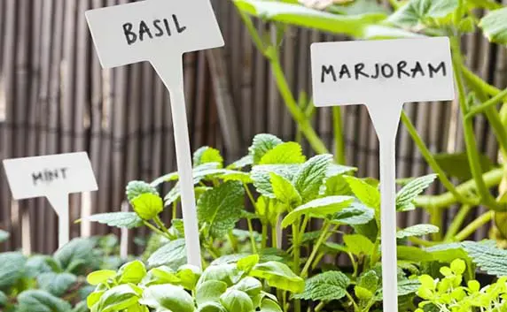 agricultural and horticultural pot